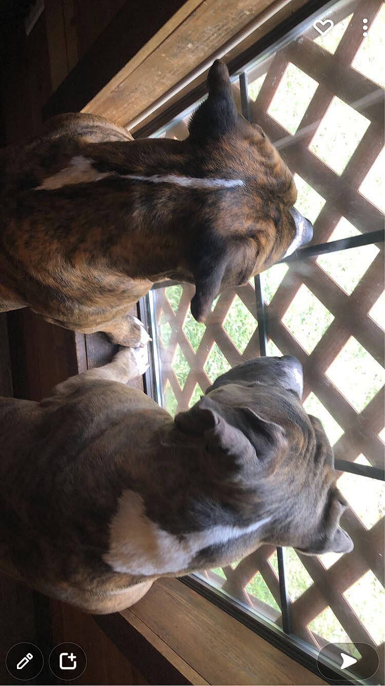 Gator is registered to the contest to win money with this photo: canidae, carnivore, comfort, dog, dog_breed, fawn, felidae, fence, fur, liver, natural_material, small_to_medium_sized_cats, snout, sporting_group, tail, terrestrial_animal, whiskers, window, wood, working_animal