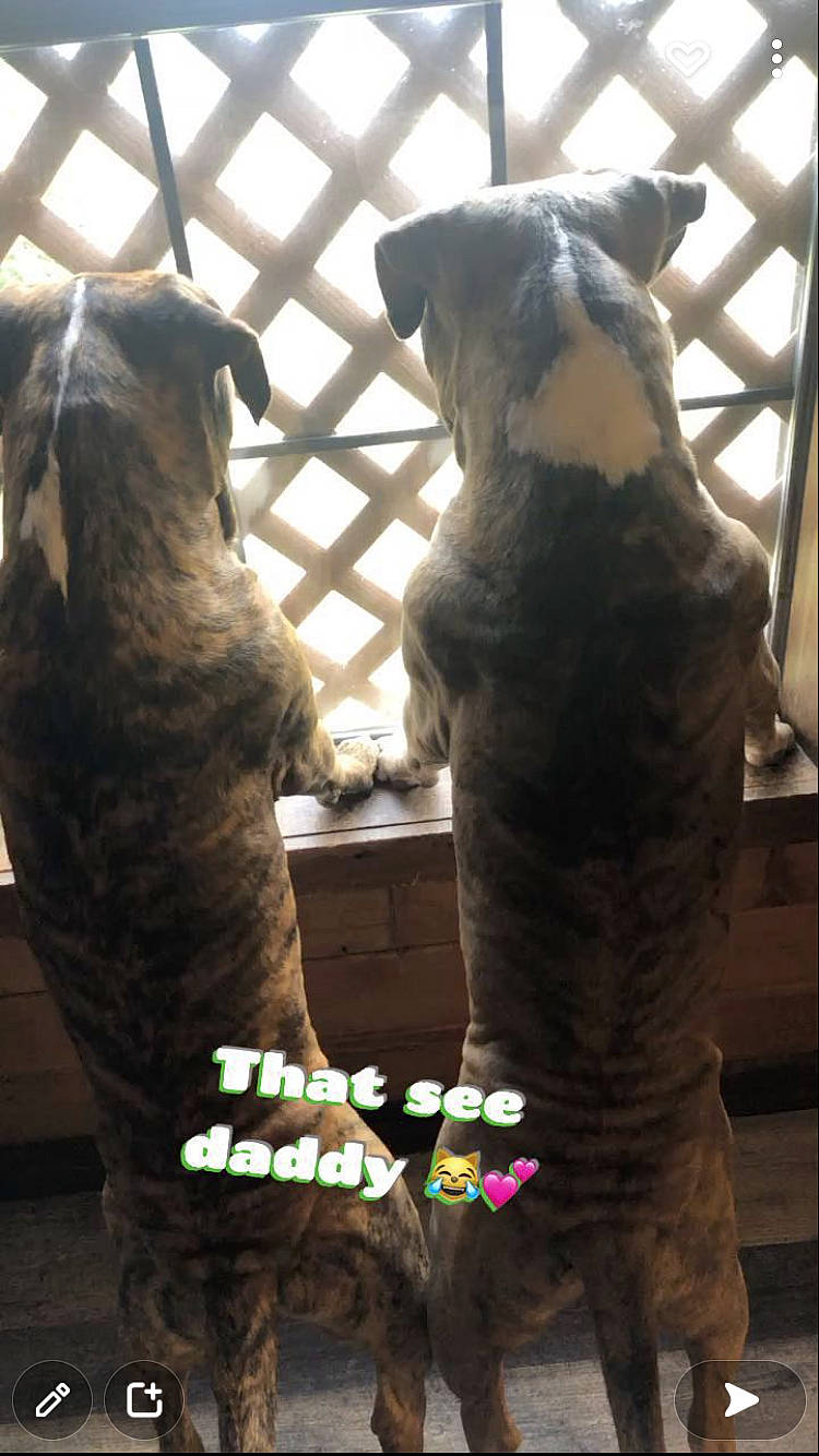 Gator joined the competition — help win amazing prizes! animal_shelter, bengal_tiger, cage, canidae, carnivore, companion_dog, dog_breed, fawn, felidae, fur, mammal, metal, small_to_medium_sized_cats, snout, sporting_group, tail, terrestrial_animal, vertebrate, whiskers, wildlife