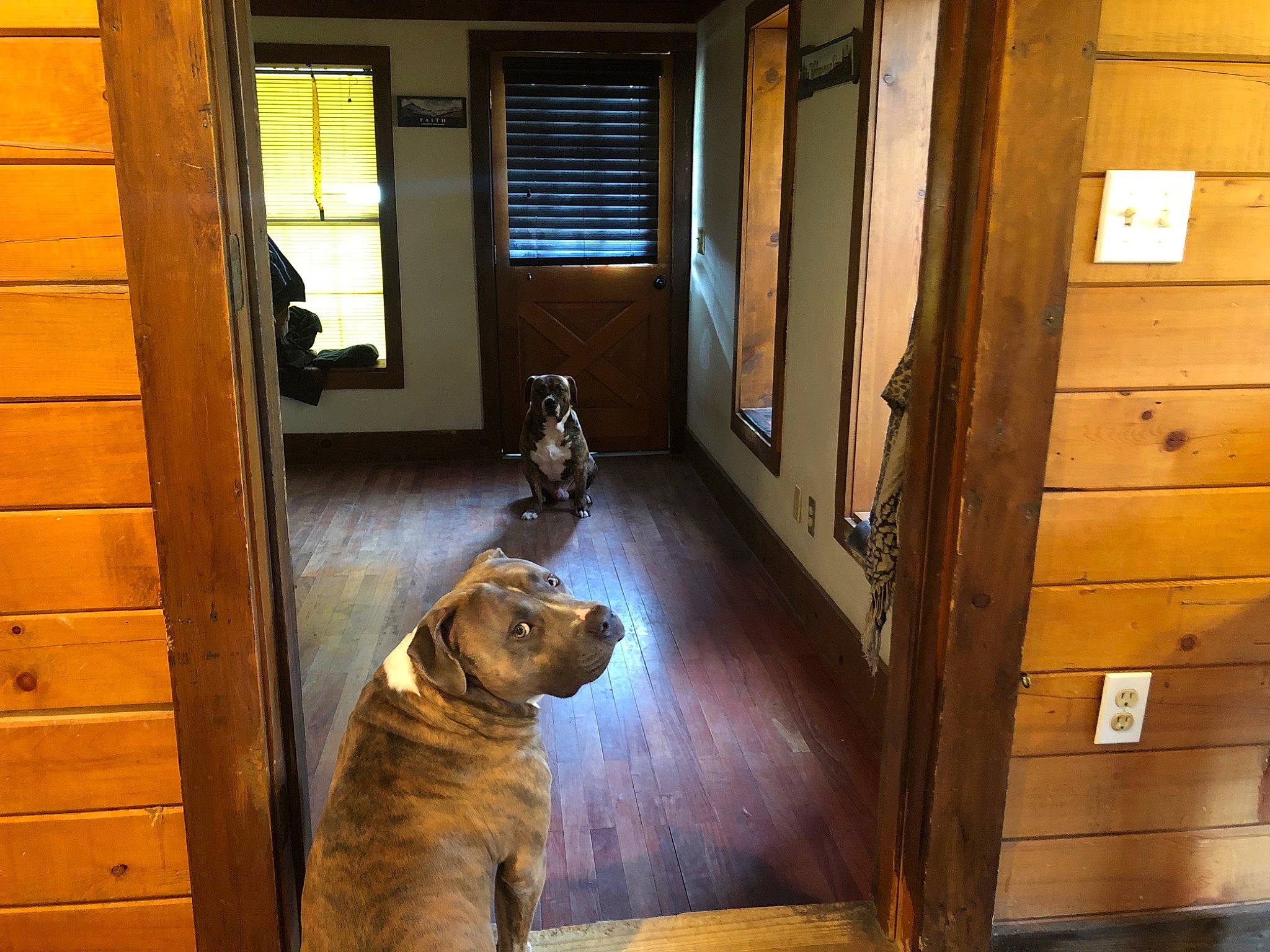 Gator is registered to the contest to win money with this photo: building, carnivore, companion_dog, dog, dog_breed, door, fawn, fixture, floor, flooring, hardwood, home_door, house, interior_design, plank, room, snout, window, wood, wood_stain