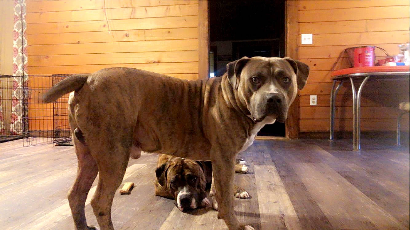 Gator joined the competition — help win amazing prizes! ancient_dog_breeds, canidae, carnivore, collar, companion_dog, dog, dog_breed, fawn, guard_dog, liver, molosser, non_sporting_group, pet_supply, snout, sporting_group, terrestrial_animal, working_animal, working_dog, wrinkle