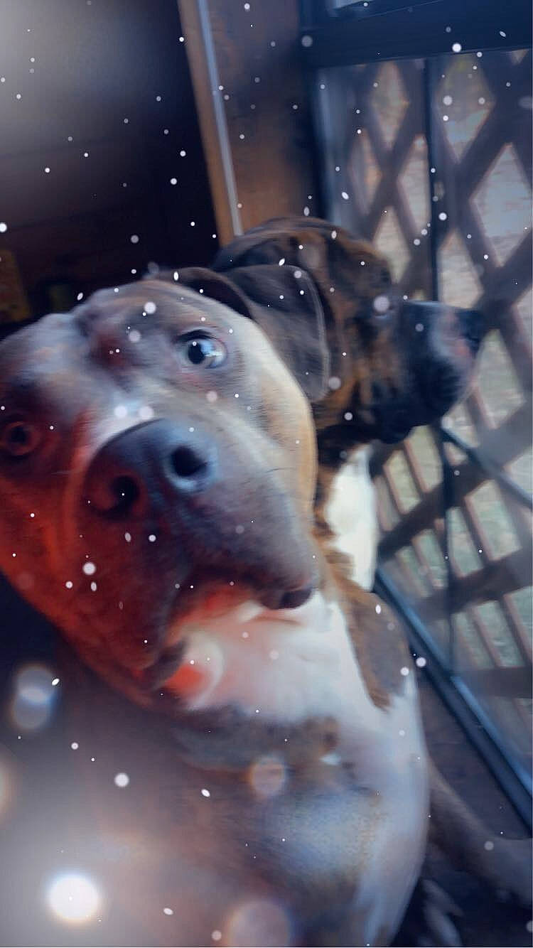 Gator is registered to the contest to win money with this photo: art, astronomical_object, dog, electric_blue, fictional_character, glass, illustration, personal_protective_equipment, snout, space, whiskers