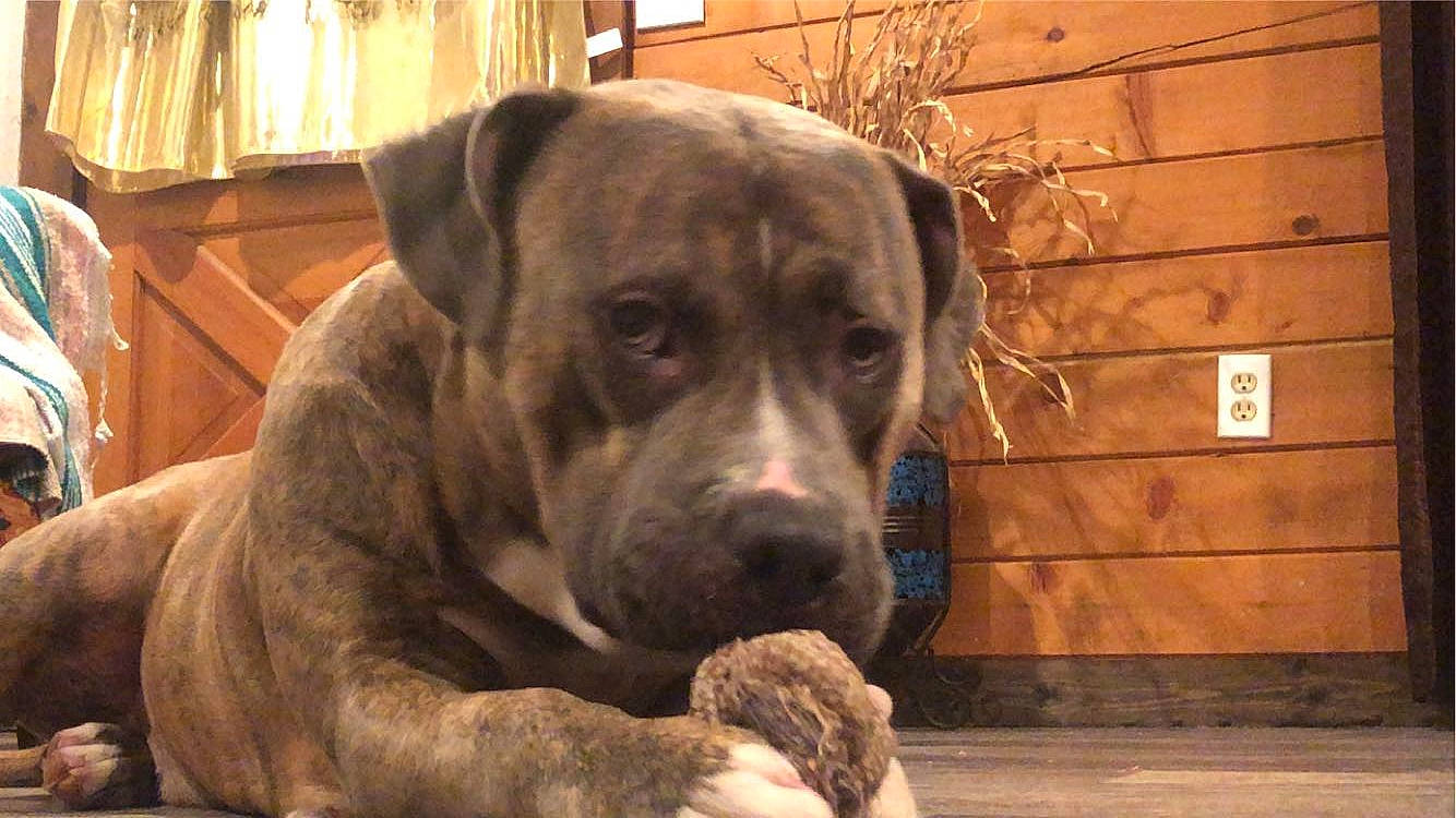 Gator joined the competition — help win amazing prizes! carnivore, companion_dog, curtain, dog, dog_breed, fawn, flooring, guard_dog, hardwood, liver, molosser, plant, snout, sporting_group, whiskers, window, wood, working_animal, working_dog, wrinkle