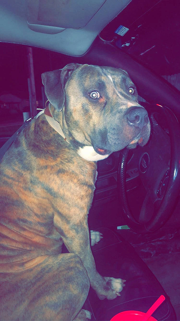 Gator joined the competition — help win amazing prizes! auto_part, canidae, carnivore, companion_dog, dog, dog_breed, dog_collar, electric_blue, fawn, fender, fur, guard_dog, non_sporting_group, snout, sporting_group, vehicle_door, whiskers, windshield, working_animal, working_dog