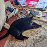 Salem Hercules Reed is registered to the contest to win money with this photo: black_cat, book, cat, clutter, couch, floor, hardwood_floor, household_item, indoor, lounging, messy_room, notebook, papers, pepsi, pet, rug, side_table, soda_can, tin_container, water_bottle