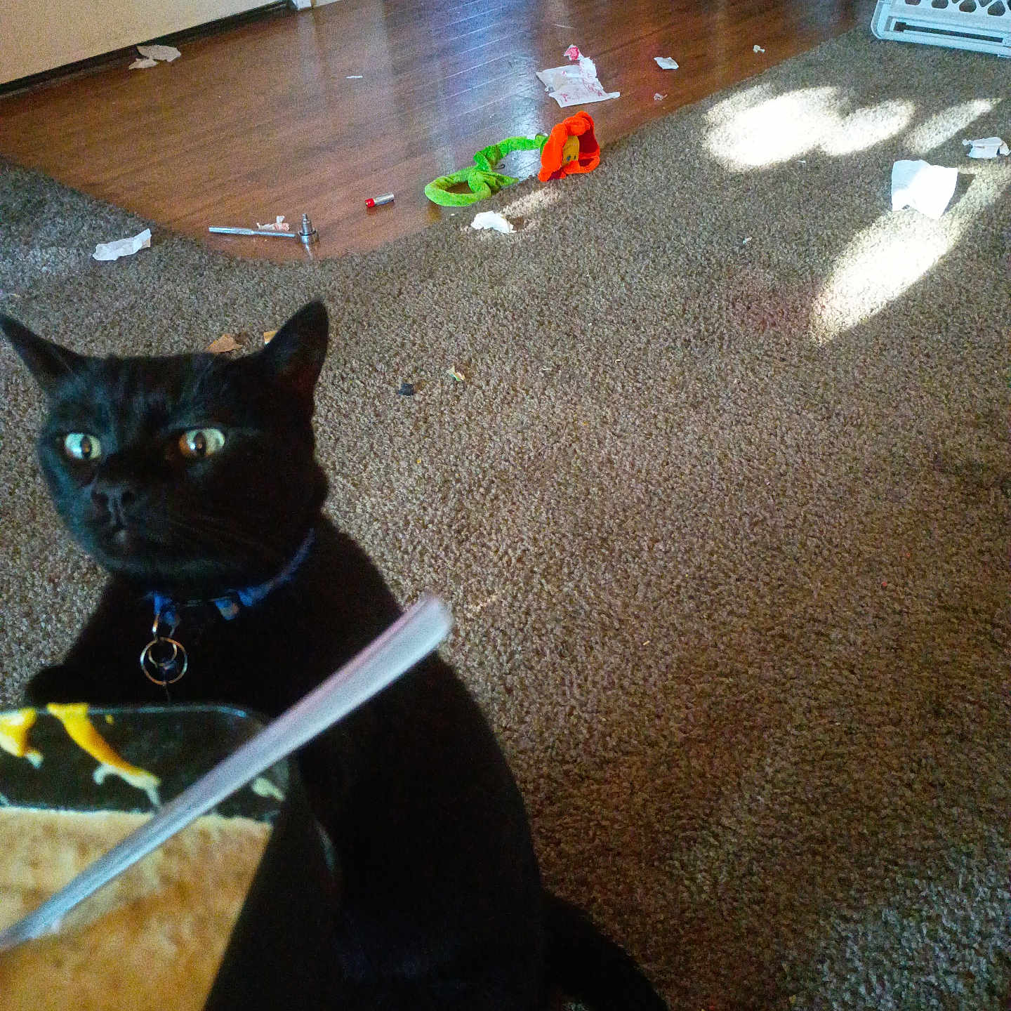 Salem Hercules Reed is registered to the contest to win money with this photo: baby_gate, black_cat, bowl, carpet, cat, chair, collar, doorway, floor, food, indoor, living_room, mess, pet, spoon, surprised, toy, toys, trash, wide_eyes