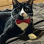 cat, tuxedo_cat, bow_tie, black_and_white, whiskers, pet, indoor, blanket, furniture, drawer, television, close_up, portrait, relaxed, animal, cute, domestic_cat, lying_down, soft_texture, household