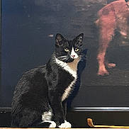 Milo is registered to the contest to win money with this photo: animal, art, background, black_and_white, calm, cat, contrast, domestic_animal, feline, indoor, painting, pet, pig, portrait, quiet, sitting, still_life, sunlight, whiskers, wooden_ledge