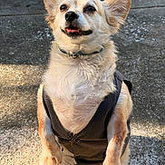 Buddy is registered to the contest to win money with this photo: dog, small_dog, vest, sitting, outdoor, concrete, sunlight, happy, pet, animal, fur, ears, black_vest, tongue_out, cute, smiling, canine, front_legs, collar, portrait