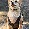 dog, small_dog, vest, sitting, outdoor, concrete, sunlight, happy, pet, animal, fur, ears, black_vest, tongue_out, cute, smiling, canine, front_legs, collar, portrait