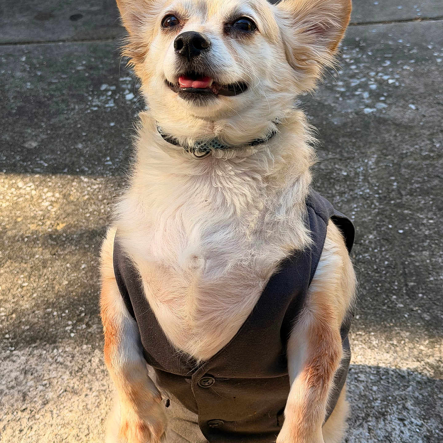 Buddy