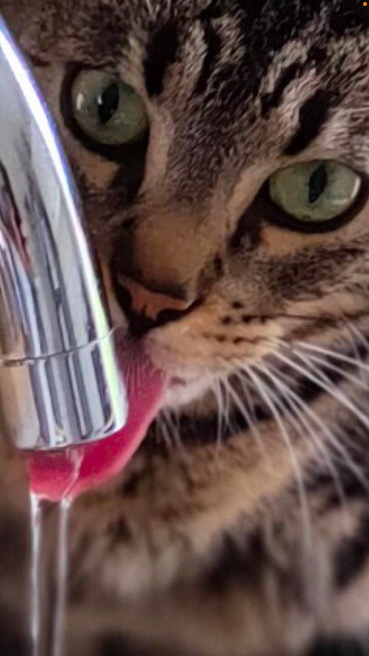 Princess a rejoint le concours — aidez-le/la à gagner de superbes lots ! barware, carnivore, cat, champagne_stemware, close_up, domestic_short_haired_cat, drink, drinking_water, drinkware, eyelash, felidae, fluid, kitchen_utensil, liquid, small_to_medium_sized_cats, snout, stemware, tableware, whiskers, wine_glass