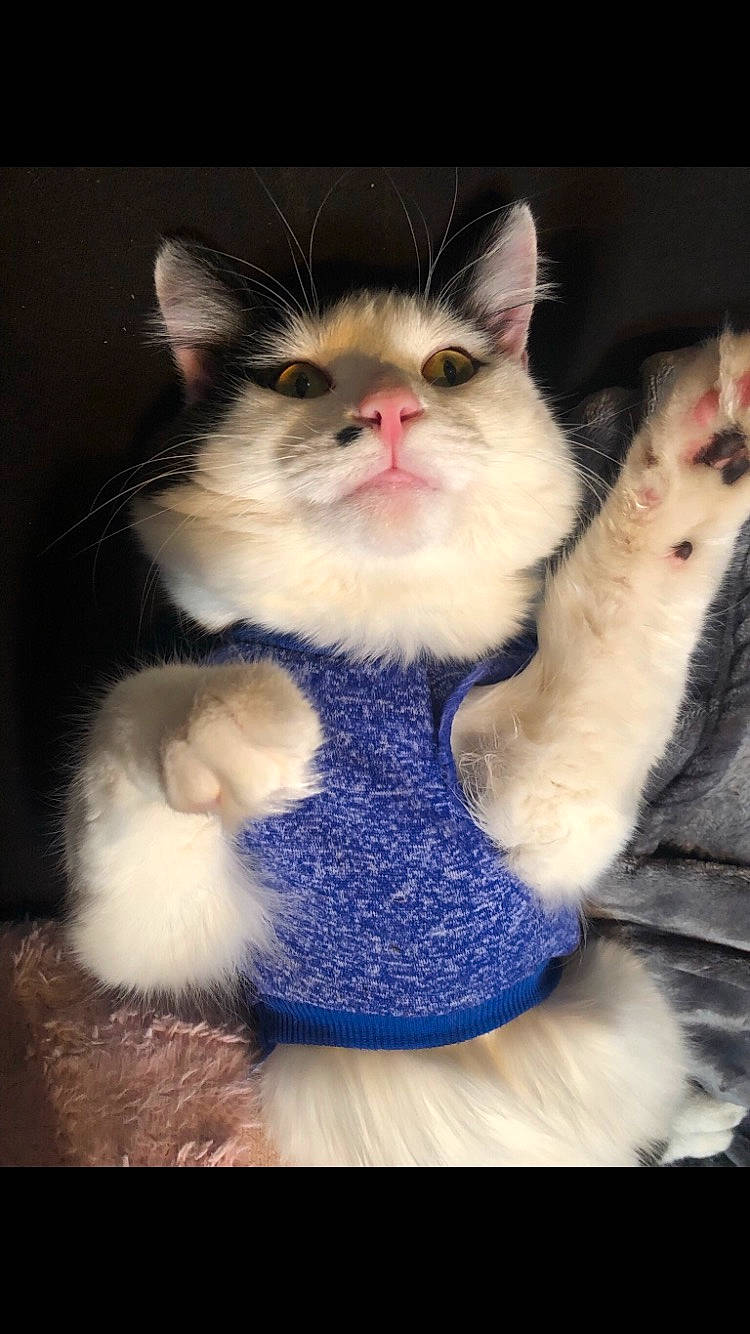 Ash is registered to the contest to win money with this photo: art, carnivore, cat, claw, domestic_short_haired_cat, electric_blue, felidae, fur, gesture, paw, photo_caption, plush, sitting, small_to_medium_sized_cats, snout, stuffed_toy, tail, toy, whiskers, woolen