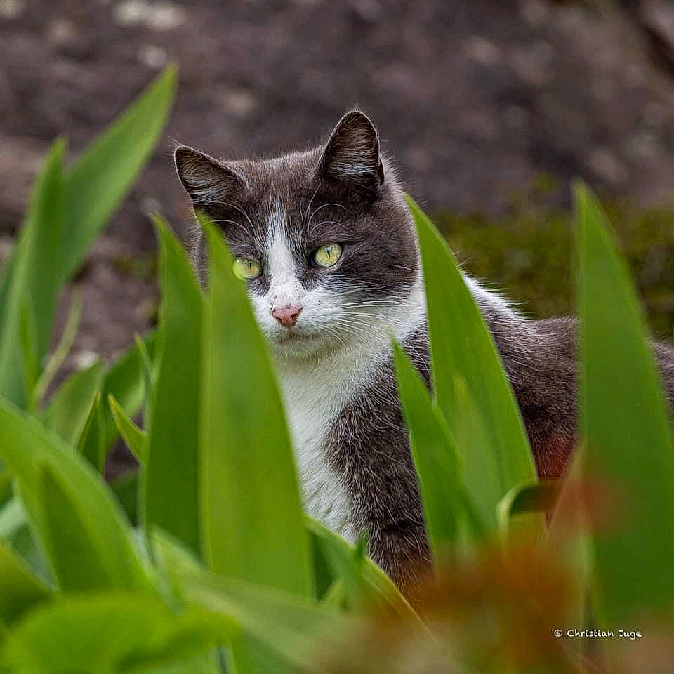 Cacahuète participe au concours pour gagner de l'argent avec cette photo : carnivore, cat, domestic_short_haired_cat, eye, felidae, fur, grass, photo_caption, plant, sitting, small_to_medium_sized_cats, snout, tail, terrestrial_animal, vertebrate, whiskers, wildlife