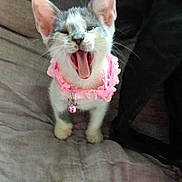 Dora is registered to the contest to win money with this photo: kitten, cat, pet, pink_collar, bell, yawning, cute, small, gray, white, fur, whiskers, animal, indoor, blanket, fabric, resting, young, adorable, expression