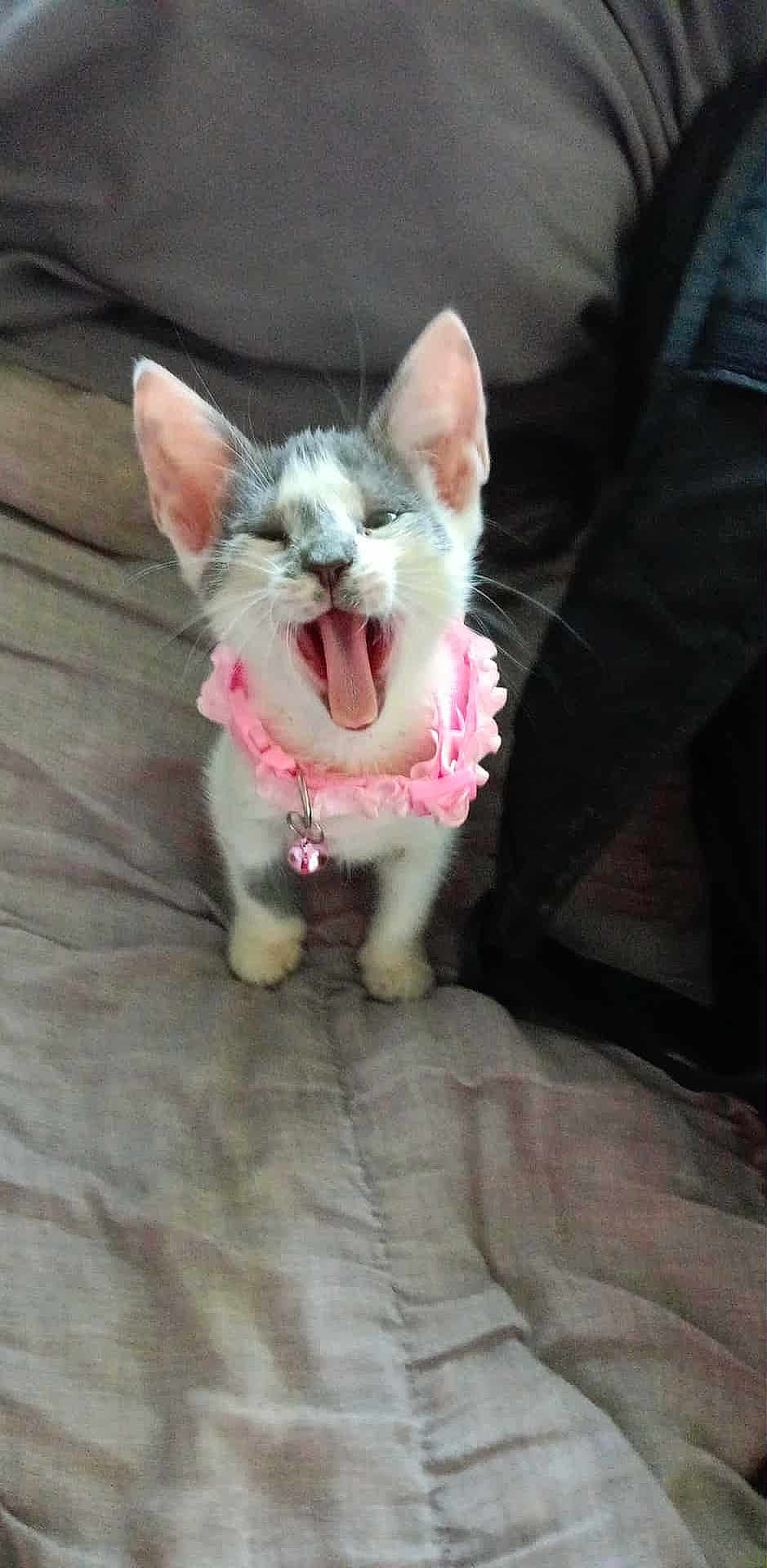 Dora