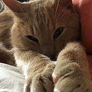 Hugo a rejoint le concours — aidez-le/la à gagner de superbes lots ! animal, cat, close_up, cozy, cute, feline, fur, indoor, mammal, nap, orange_tabby, paws, pet, relaxed, resting, sleepy, soft, stretching, warm_lighting, whiskers