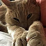 animal, cat, close_up, cozy, cute, feline, fur, indoor, mammal, nap, orange_tabby, paws, pet, relaxed, resting, sleepy, soft, stretching, warm_lighting, whiskers