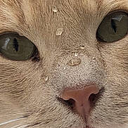 Hugo a rejoint le concours — aidez-le/la à gagner de superbes lots ! cat, close_up, face, fur, whiskers, nose, eyes, water_droplets, animal, pet, cute, mammal, portrait, macro, soft_light, natural_colors, feline, texture, expression, curiosity
