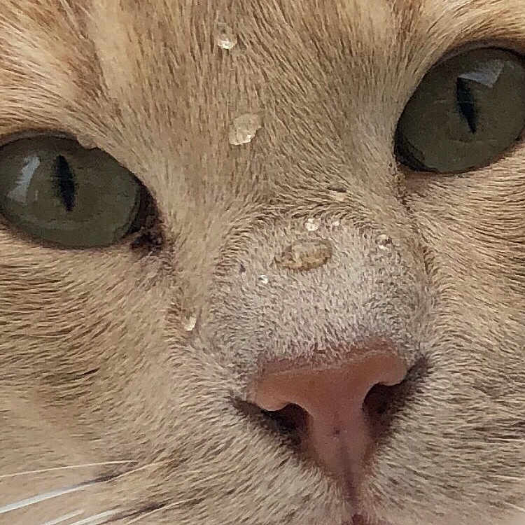 Hugo a rejoint le concours — aidez-le/la à gagner de superbes lots ! animal, cat, close_up, curiosity, cute, expression, eyes, face, feline, fur, macro, mammal, natural_colors, nose, pet, portrait, soft_light, texture, water_droplets, whiskers