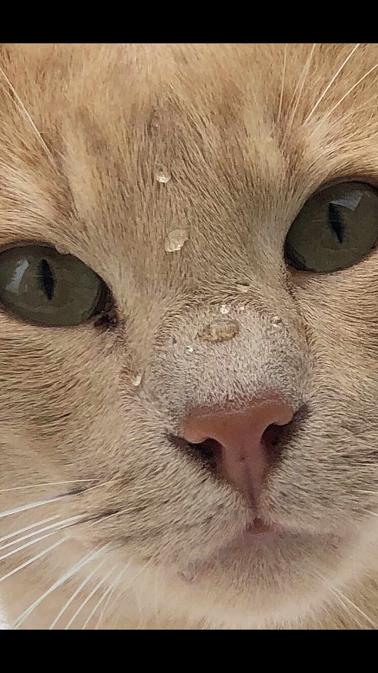 Hugo a rejoint le concours — aidez-le/la à gagner de superbes lots ! cat, close_up, face, fur, whiskers, nose, eyes, water_droplets, animal, pet, cute, mammal, portrait, macro, soft_light, natural_colors, feline, texture, expression, curiosity