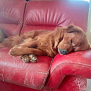 Trust a rejoint le concours — aidez-le/la à gagner de superbes lots ! animal, brown, canine, comfort, cozy, cute, dog, floor, fur, home, indoor, leather, napping, paw, pet, red_couch, relaxed, resting, scratched, sleeping