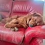 animal, brown, canine, comfort, cozy, cute, dog, floor, fur, home, indoor, leather, napping, paw, pet, red_couch, relaxed, resting, scratched, sleeping