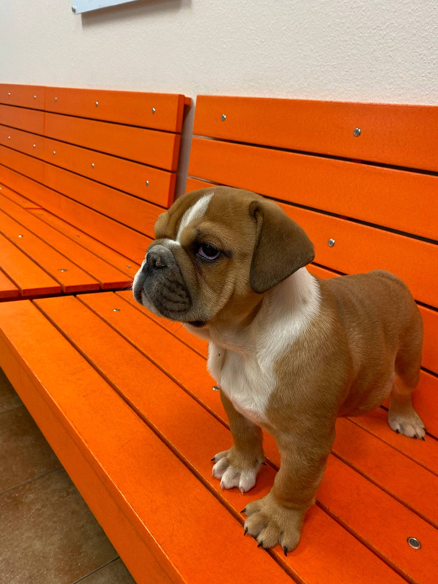 Cinnamon is registered to the contest to win money with this photo: australian_bulldog, british_bulldogs, bulldog, canidae, carnivore, companion_dog, dog, dog_breed, fawn, mammal, old_english_bulldog, olde_english_bulldogge, pug, puggle, puppy, snout, sporting_group, toy_bulldog, valley_bulldog, wood