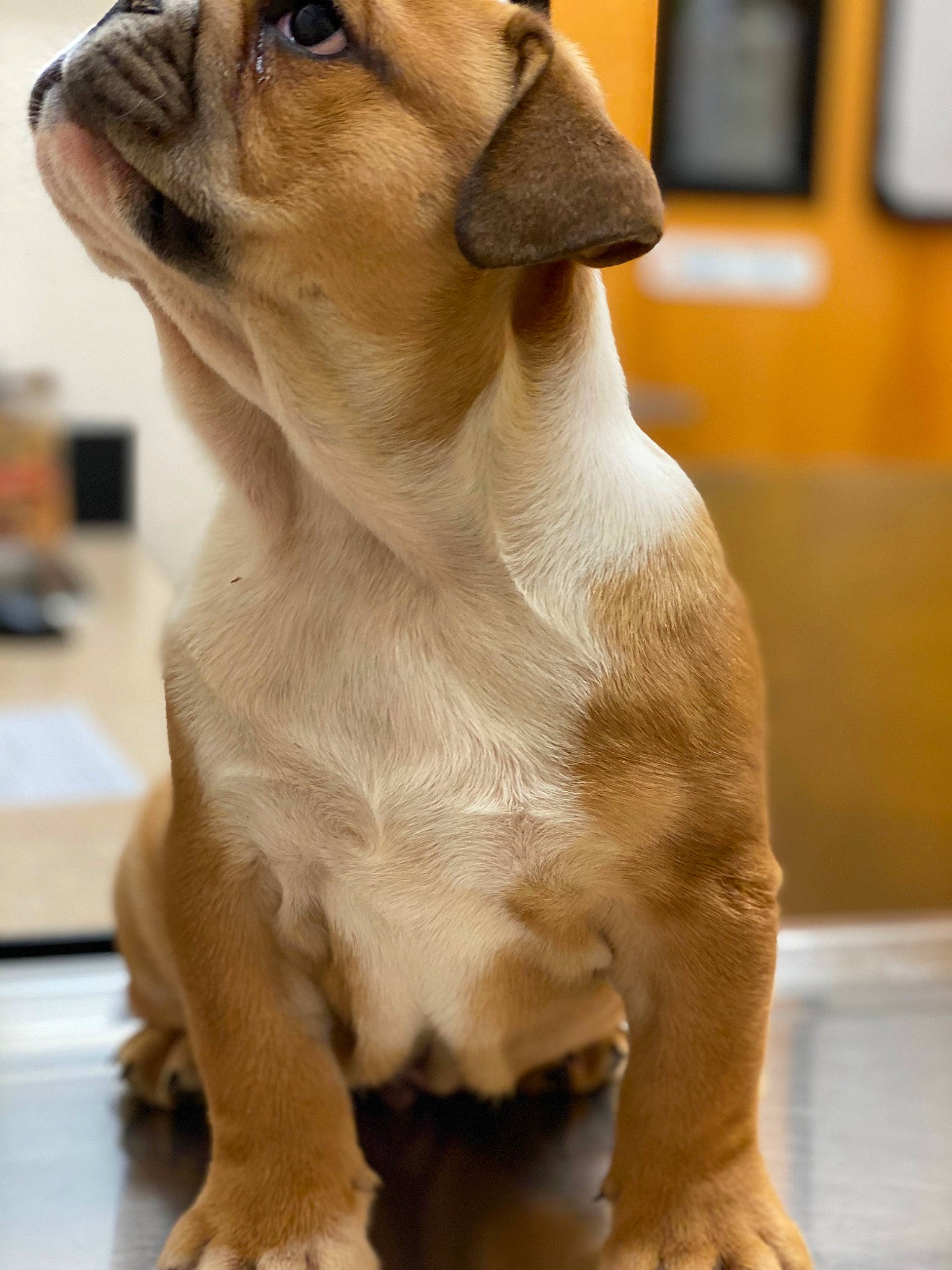 Cinnamon is registered to the contest to win money with this photo: ancient_dog_breeds, bulldog, canidae, carnivore, companion_dog, dog, dog_breed, fawn, mammal, non_sporting_group, pug, puppy, rare_breed_dog, snout, sporting_group, vertebrate, whiskers