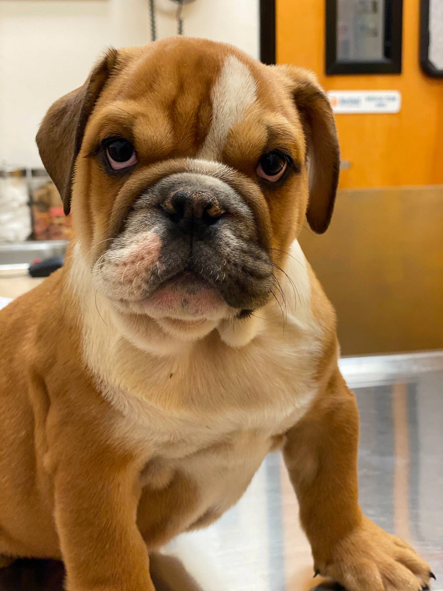 Cinnamon joined the competition — help win amazing prizes! australian_bulldog, british_bulldogs, bulldog, canidae, carnivore, companion_dog, dog, dog_breed, mammal, non_sporting_group, old_english_bulldog, olde_english_bulldogge, puppy, renascence_bulldogge, skin, snout, toy_bulldog, valley_bulldog, vertebrate, wrinkle