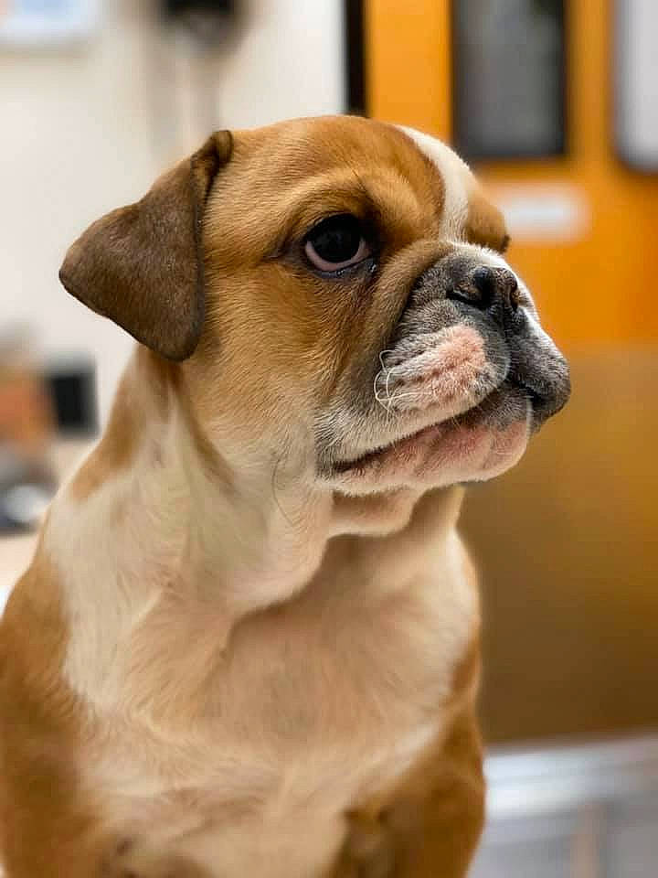 Cinnamon joined the competition — help win amazing prizes! ancient_dog_breeds, australian_bulldog, bulldog, canidae, carnivore, companion_dog, dog, dog_breed, fawn, mammal, non_sporting_group, old_english_bulldog, olde_english_bulldogge, puppy, rare_breed_dog, snout, toy_bulldog, valley_bulldog, vertebrate, whiskers