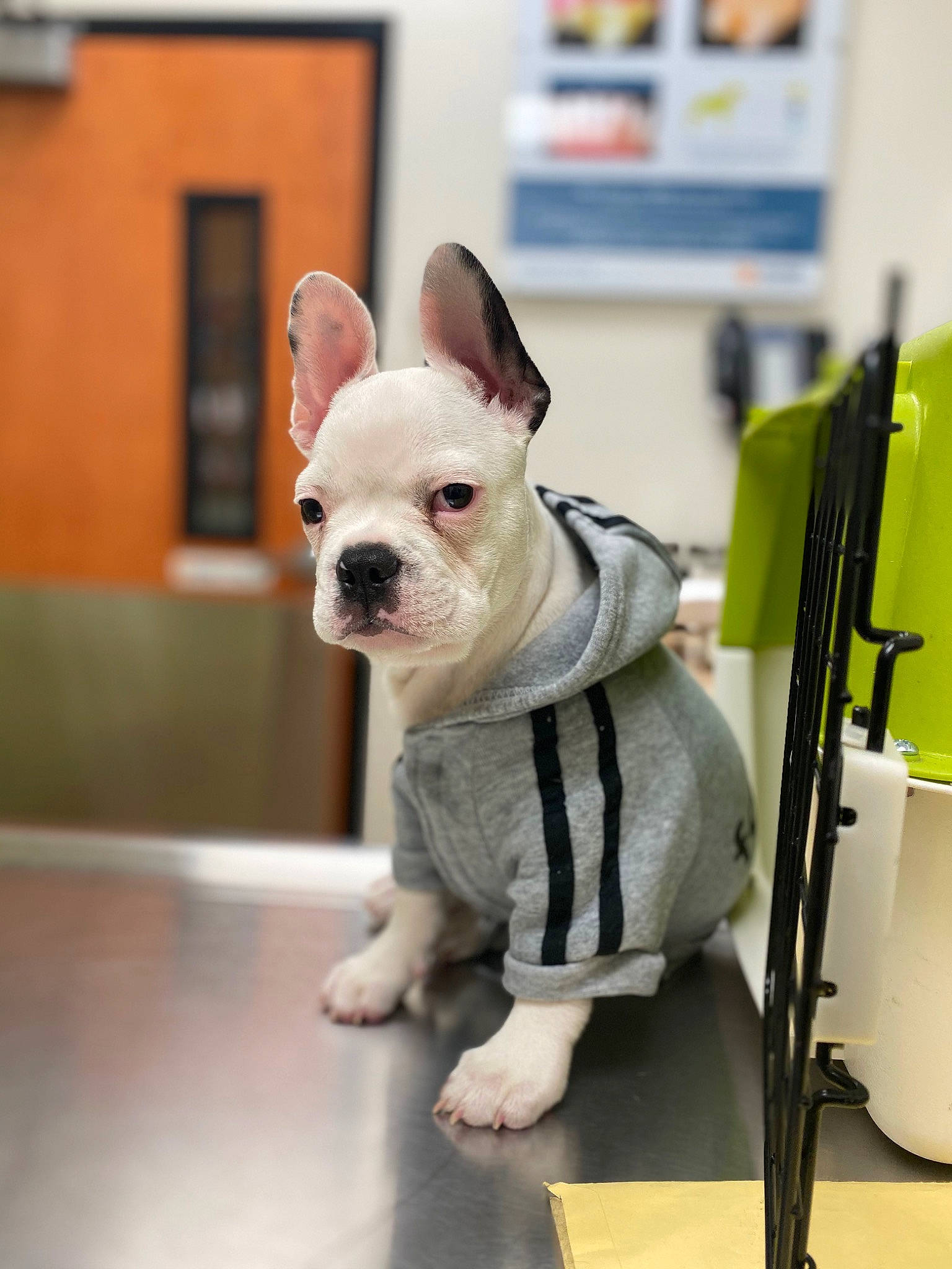 Sancho is registered to the contest to win money with this photo: american_bulldog, boston_terrier, bulldog, canidae, carnivore, companion_dog, dog, dog_breed, ear, fawn, french_bulldog, mammal, non_sporting_group, puppy, rare_breed_dog, snout, toy_bulldog