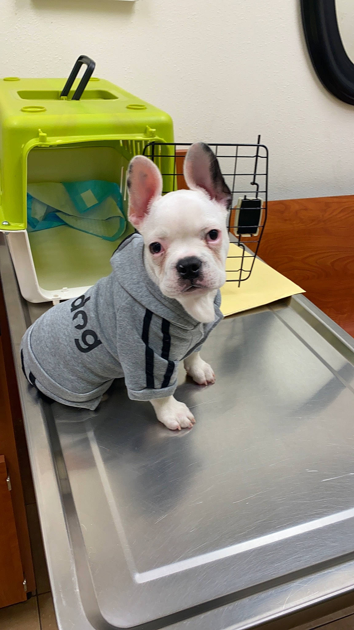 Sancho is registered to the contest to win money with this photo: american_bulldog, bulldog, canidae, carnivore, companion_dog, dog, dog_breed, fawn, french_bulldog, mammal, non_sporting_group, puppy, snout, toy_bulldog