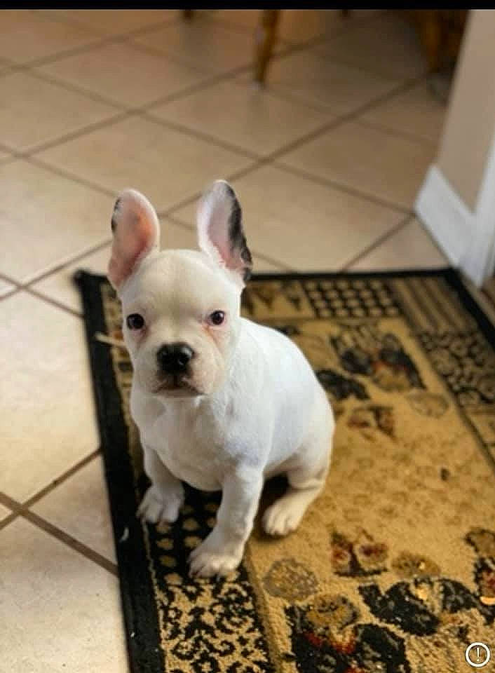 Sancho is registered to the contest to win money with this photo: american_bulldog, bulldog, canidae, carnivore, companion_dog, dog, dog_breed, ear, fawn, french_bulldog, mammal, non_sporting_group, puppy, rare_breed_dog, snout, toy_bulldog, vertebrate, white_english_bulldog