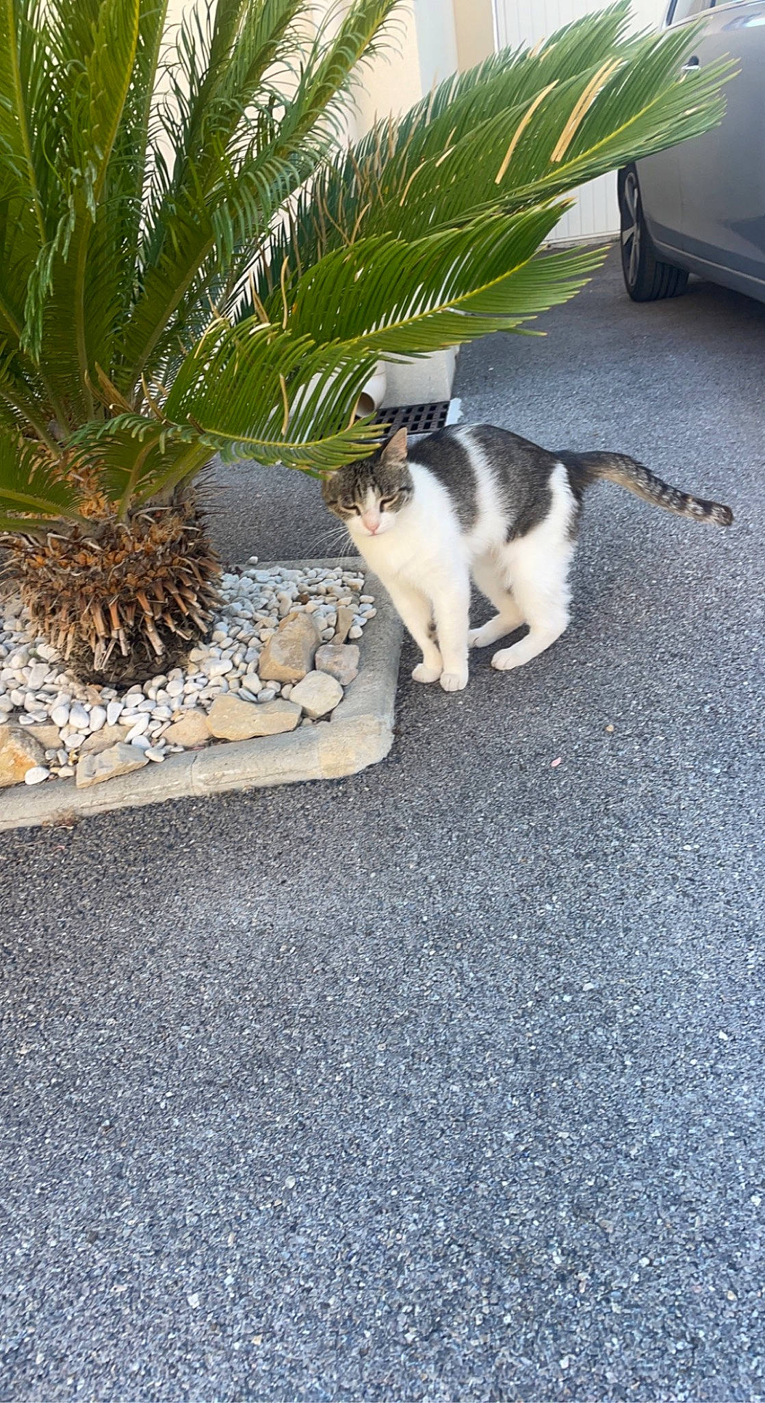 Gribouille participe au concours pour gagner de l'argent avec cette photo : arecales, asphalt, carnivore, cat, companion_dog, dog_breed, felidae, flooring, flowerpot, grass, houseplant, landscape, mammal, plant, road_surface, sidewalk, tail, tire, tree, vertebrate