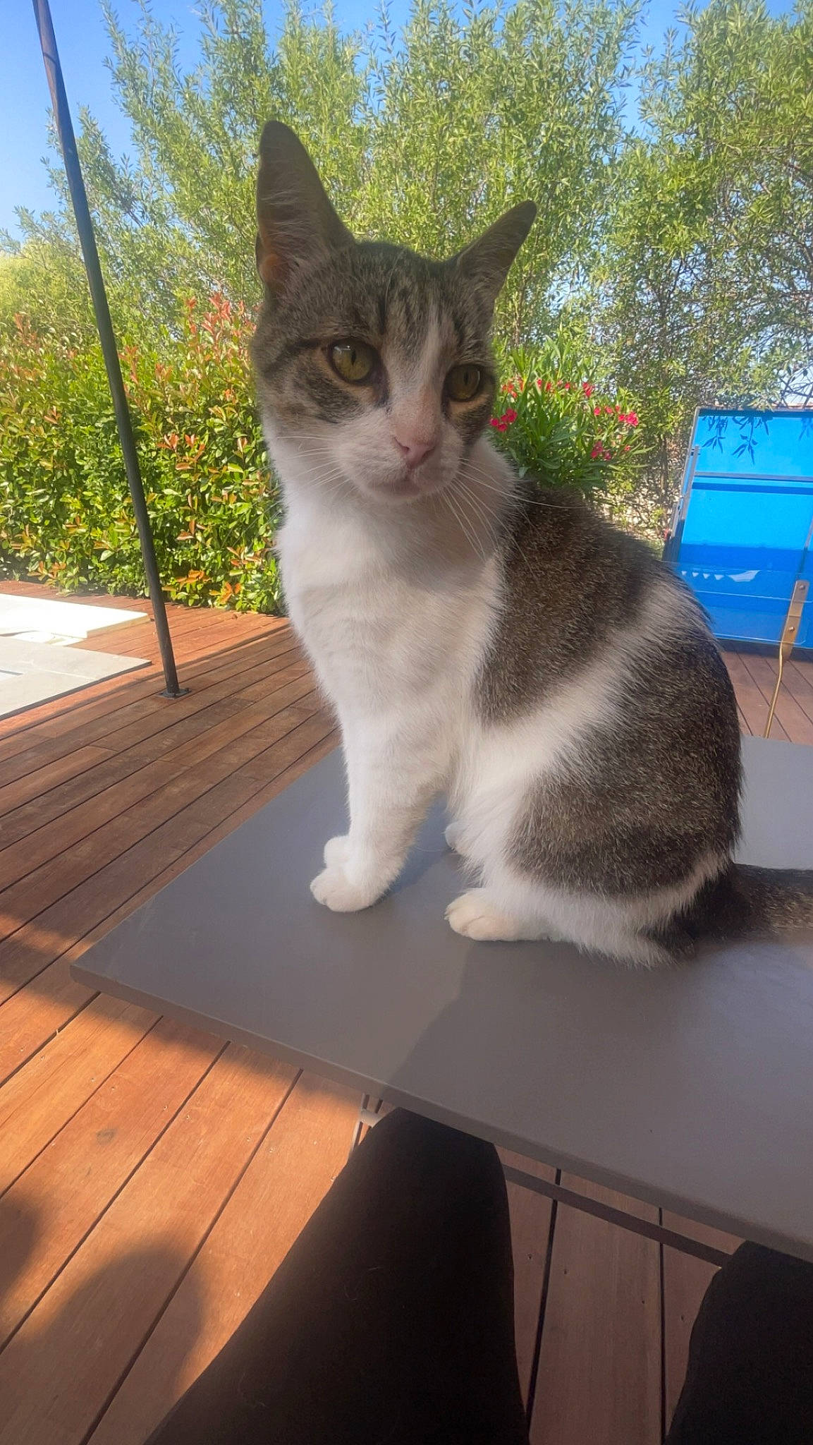 Gribouille a rejoint le concours — aidez-le/la à gagner de superbes lots ! carnivore, cat, domestic_short_haired_cat, eye, fawn, felidae, fur, grass, hardwood, paw, plant, sitting, sky, small_to_medium_sized_cats, snout, table, tail, tree, whiskers, wood