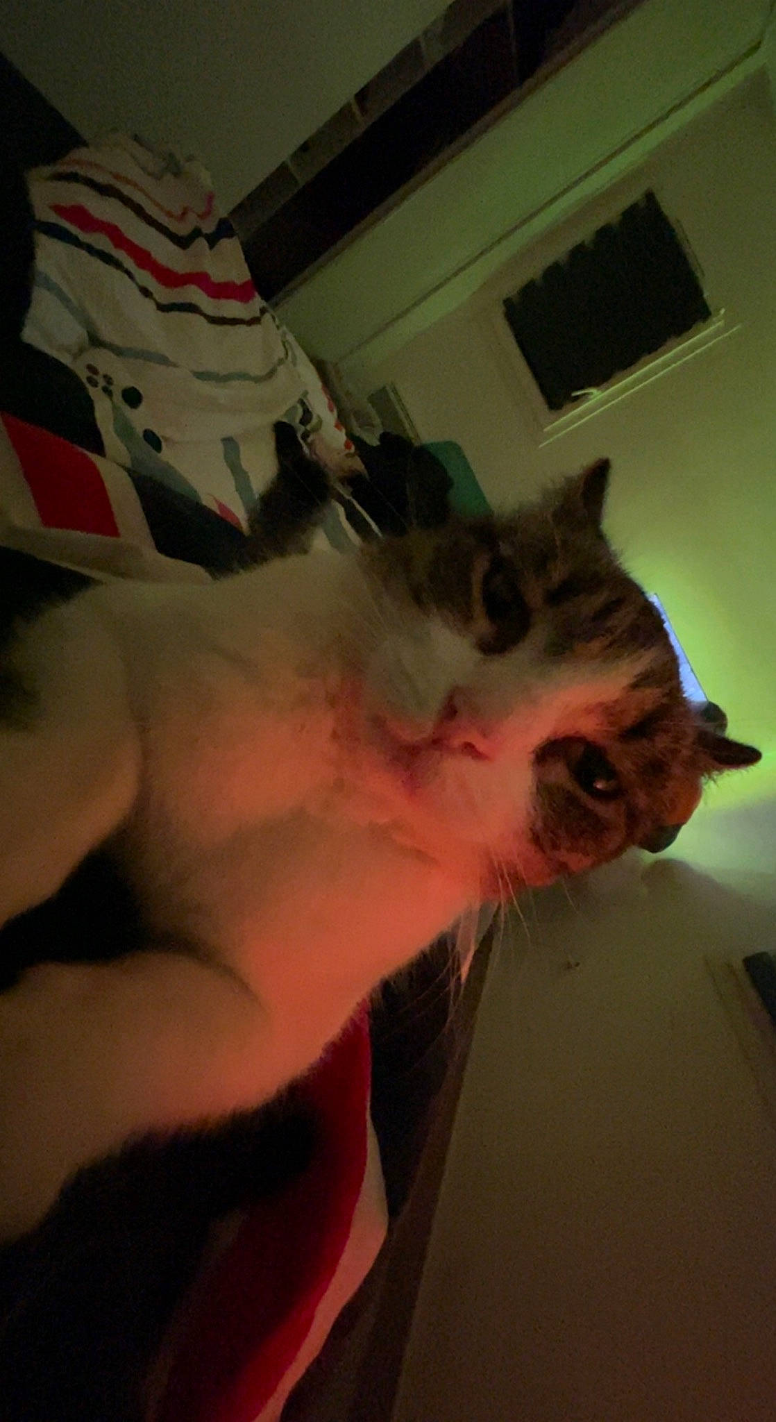 Gribouille a rejoint le concours — aidez-le/la à gagner de superbes lots ! abdomen, beard, carnivore, cat, chest, ear, eyewear, facial_hair, fawn, felidae, fur, gesture, jaw, paw, small_to_medium_sized_cats, snout, sunglasses, tail, trunk, whiskers