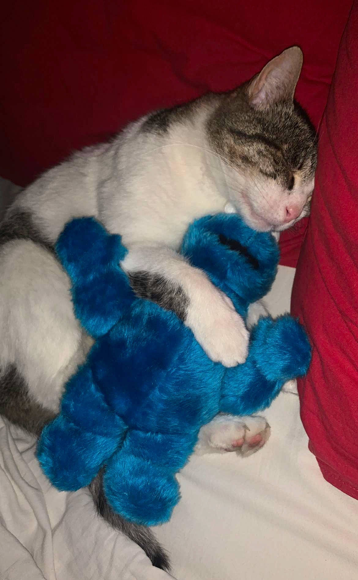 Gribouille a rejoint le concours — aidez-le/la à gagner de superbes lots ! carnivore, cat, claw, domestic_short_haired_cat, electric_blue, event, fawn, felidae, fur, lap, paw, small_to_medium_sized_cats, snout, stuffed_toy, tail, thread, toy, whiskers, wool, woolen