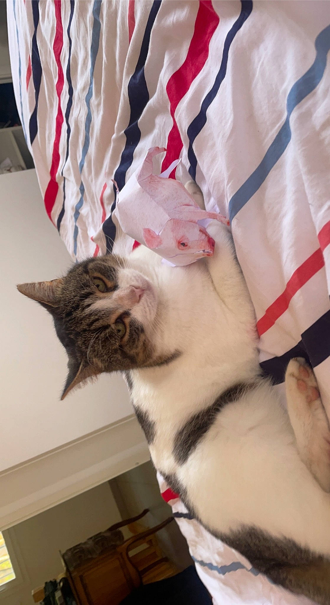 Gribouille participe au concours pour gagner de l'argent avec cette photo : carnivore, cat, collar, comfort, domestic_short_haired_cat, fawn, felidae, flag_of_the_united_states, fur, gesture, human_leg, lap, linens, paw, small_to_medium_sized_cats, snout, tail, textile, whiskers, wood