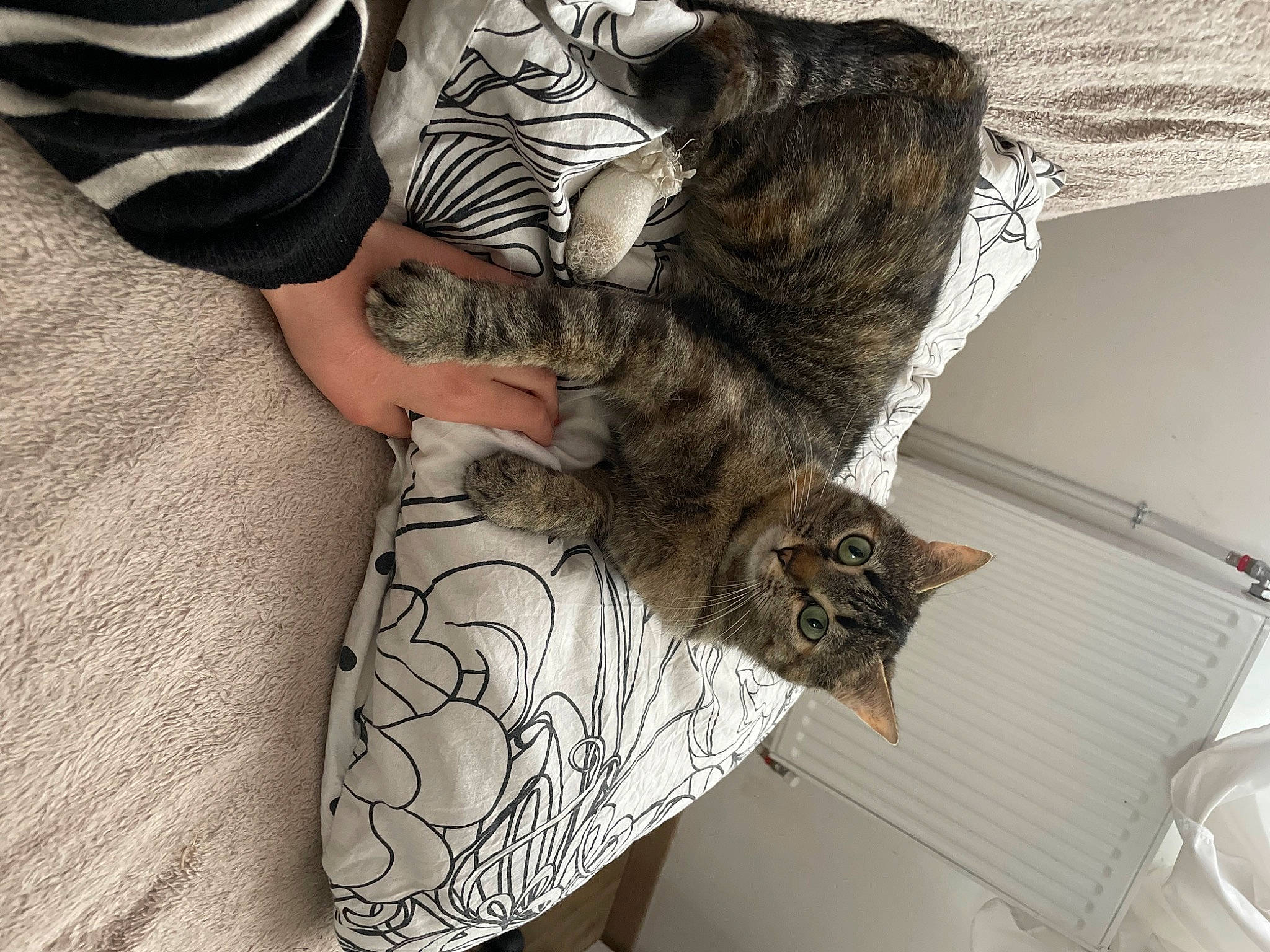 Grizli a rejoint le concours — aidez-le/la à gagner de superbes lots ! carnivore, cat, comfort, domestic_short_haired_cat, elbow, felidae, foot, fur, gesture, grey, human_leg, knee, pattern, sleeve, small_to_medium_sized_cats, tail, textile, thigh, tree, whiskers