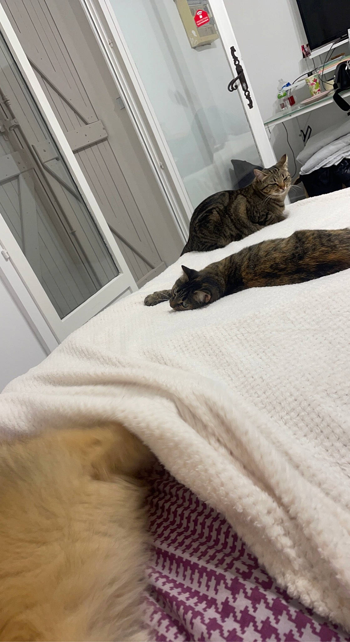 Grizli a rejoint le concours — aidez-le/la à gagner de superbes lots ! bedding, bedroom, brown, carnivore, cat, comfort, companion_dog, domestic_short_haired_cat, felidae, floor, flooring, fur, grey, hardwood, linens, room, small_to_medium_sized_cats, tail, whiskers, wood