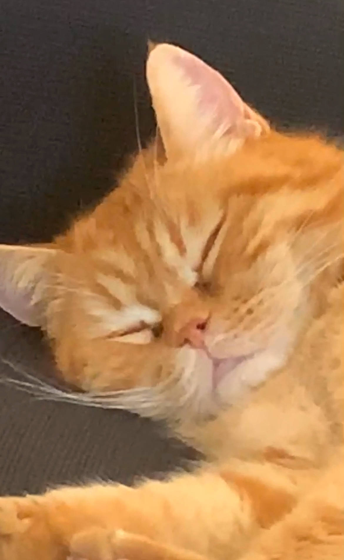 Beber participe au concours pour gagner de l'argent avec cette photo : carnivore, cat, claw, comfort, domestic_short_haired_cat, ear, fawn, felidae, fur, nap, paw, peach, sleep, small_to_medium_sized_cats, snout, tail, whiskers