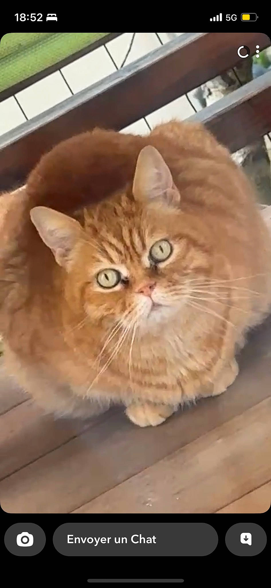 Beber participe au concours pour gagner de l'argent avec cette photo : carnivore, cat, domestic_short_haired_cat, fawn, felidae, flooring, fur, hardwood, small_to_medium_sized_cats, snout, tail, terrestrial_animal, varnish, vertebrate, whiskers, wood, wood_flooring, wood_stain