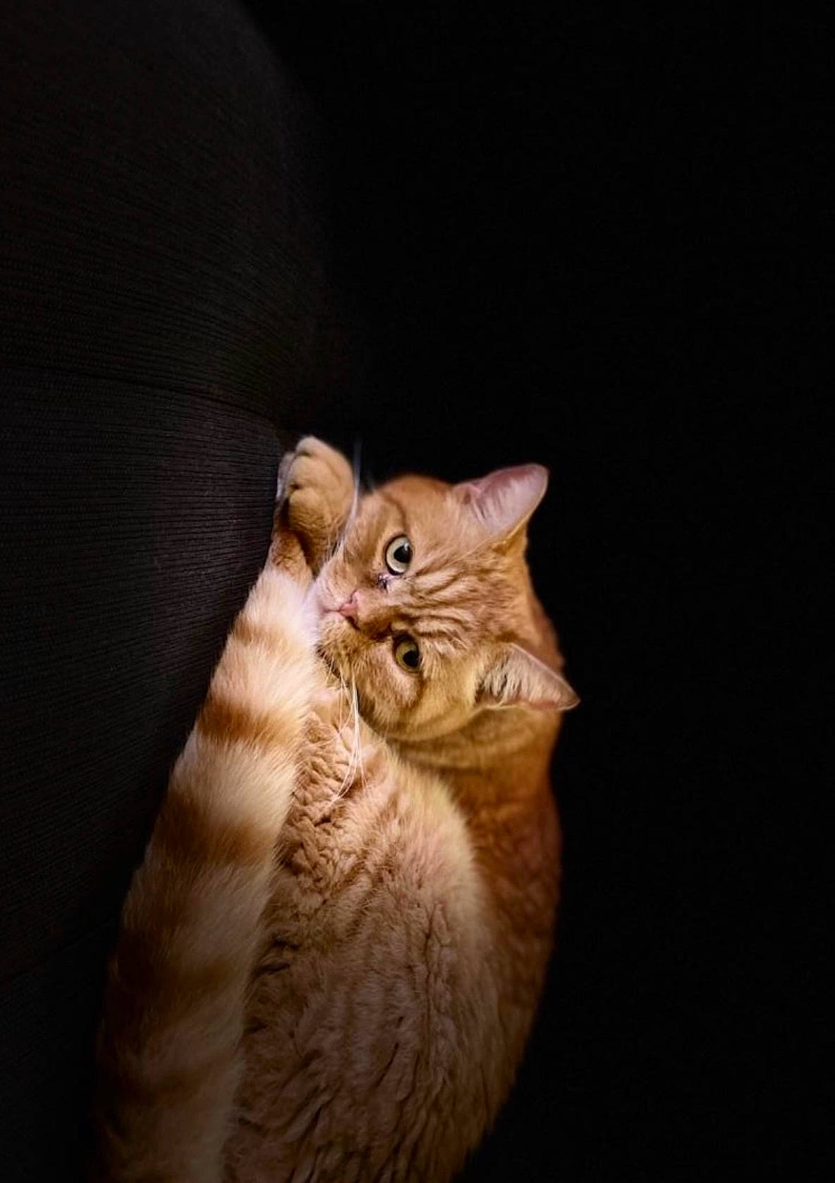 Beber a rejoint le concours — aidez-le/la à gagner de superbes lots ! brown, carnivore, cat, darkness, domestic_short_haired_cat, ear, event, fawn, felidae, fur, paw, small_to_medium_sized_cats, snout, still_life_photography, tail, terrestrial_animal, whiskers, wildlife, window, wood