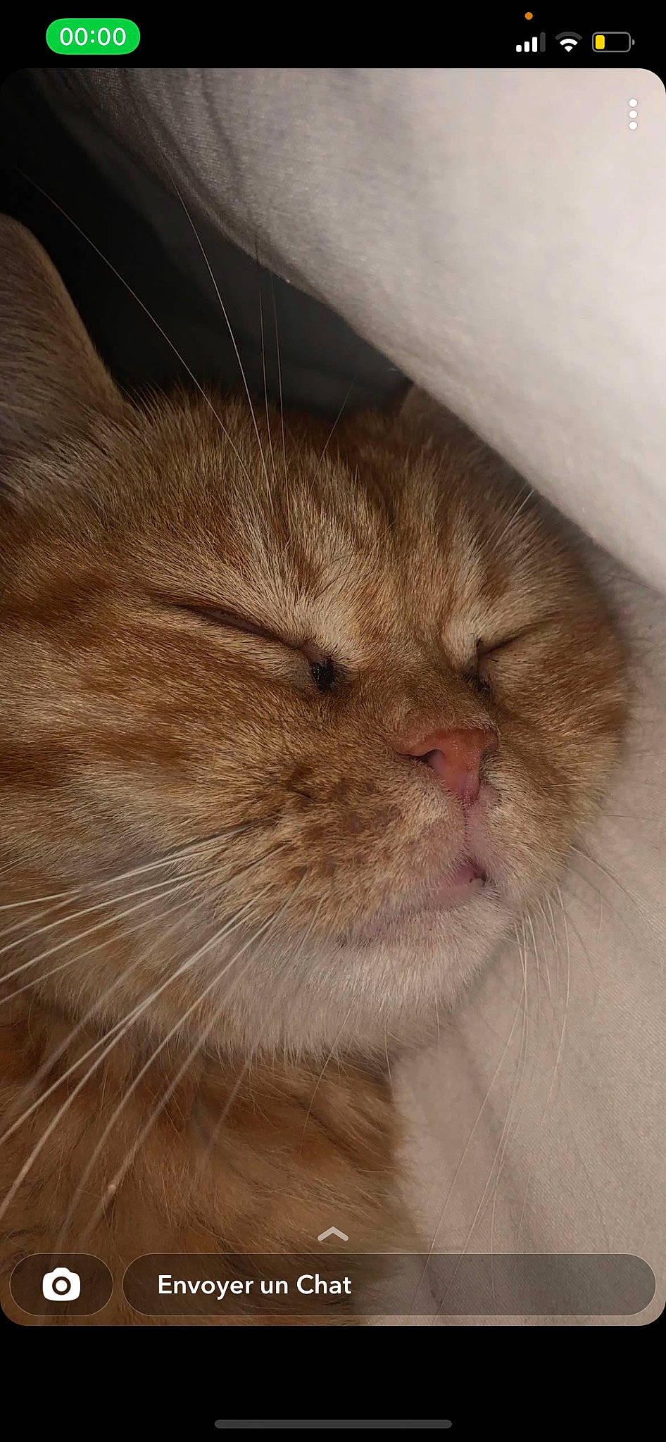 Beber participe au concours pour gagner de l'argent avec cette photo : carnivore, cat, claw, comfort, domestic_short_haired_cat, fawn, felidae, fur, paw, small_to_medium_sized_cats, snout, terrestrial_animal, whiskers, wood