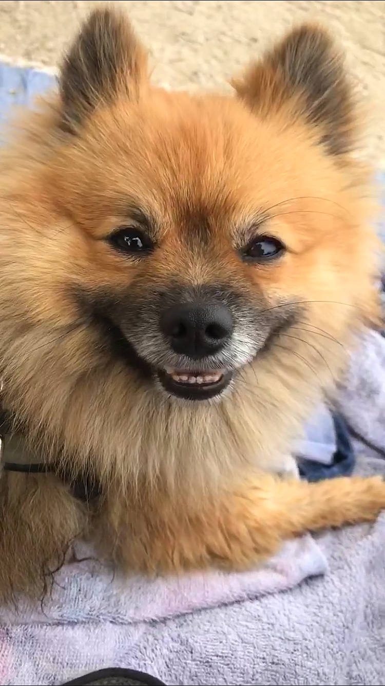 Neo participe au concours pour gagner de l'argent avec cette photo : ancient_dog_breeds, canidae, carnivore, companion_dog, dog, dog_breed, fawn, fur, german_spitz, non_sporting_group, photography, plant, smile, snout, sporting_group, terrestrial_animal, toy_dog, whiskers, working_animal, working_dog