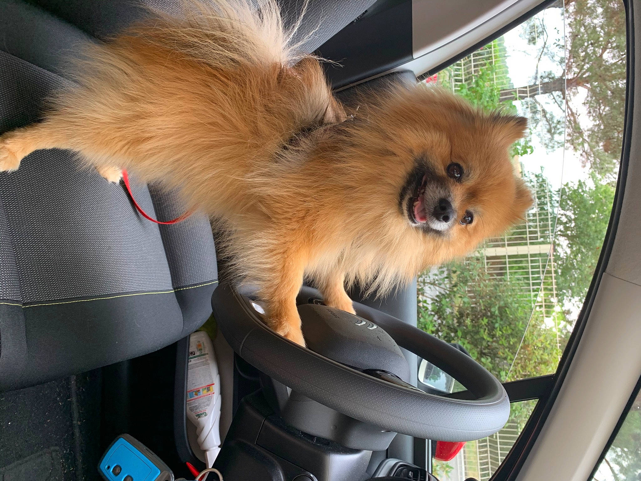 Neo participe au concours pour gagner de l'argent avec cette photo : ancient_dog_breeds, carmine, carnivore, companion_dog, dog, dog_breed, fawn, fur, german_spitz, german_spitz_klein, non_sporting_group, pomeranian, spitz, sporting_group, tail, terrestrial_animal, toy_dog, tree, whiskers