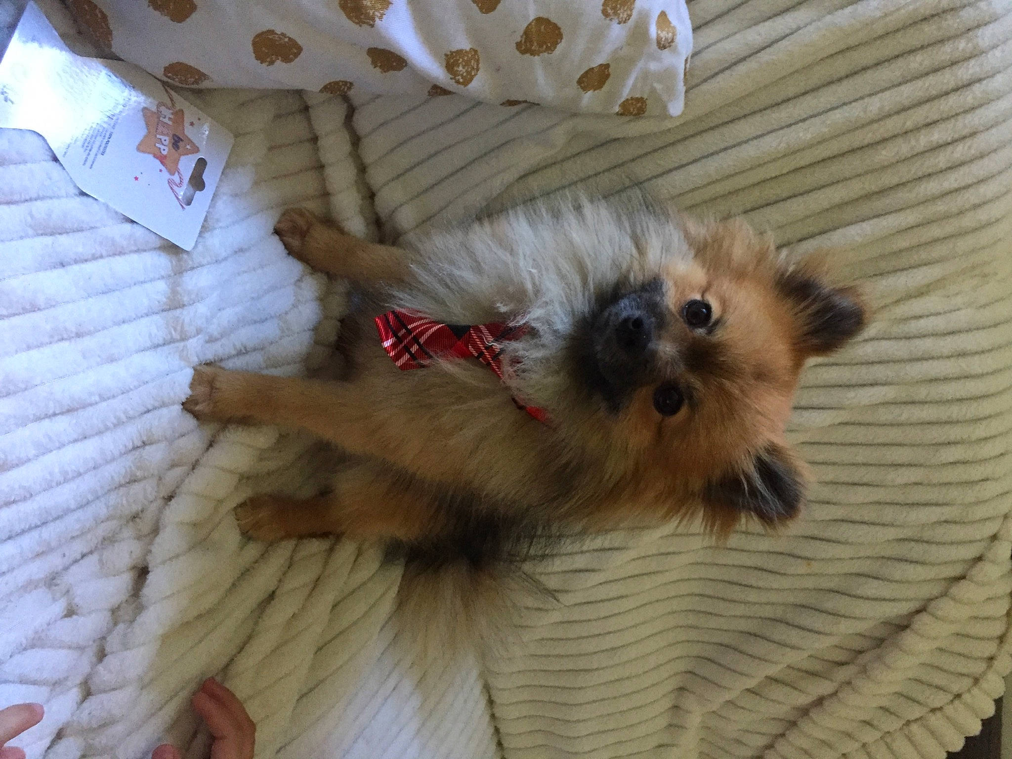 Neo a rejoint le concours — aidez-le/la à gagner de superbes lots ! biewer_terrier, canidae, carnivore, companion_dog, dog, dog_breed, dog_supply, fawn, fur, liver, maltepoo, pet_supply, puppy_love, small_terrier, snout, sporting_group, terrier, toy_dog, wood, working_animal