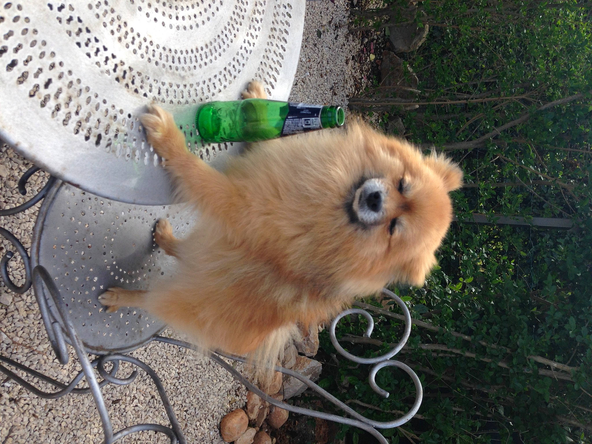 Neo participe au concours pour gagner de l'argent avec cette photo : canidae, carnivore, companion_dog, dog, dog_breed, fawn, felidae, fur, german_spitz, grass, non_sporting_group, paw, pomeranian, snout, spitz, sporting_group, tail, terrestrial_animal, toy_dog, whiskers