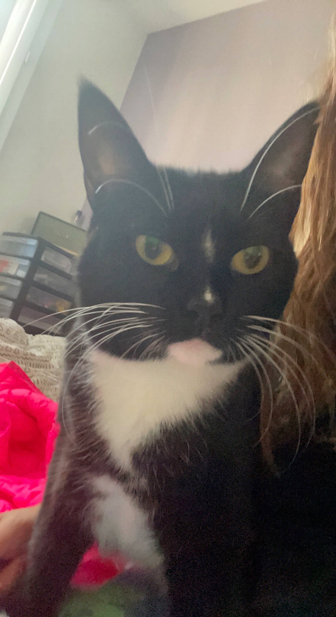 Noumea participe au concours pour gagner de l'argent avec cette photo : black_cat, carnivore, cat, comfort, domestic_short_haired_cat, felidae, fur, paw, small_to_medium_sized_cats, snout, tail, whiskers, window