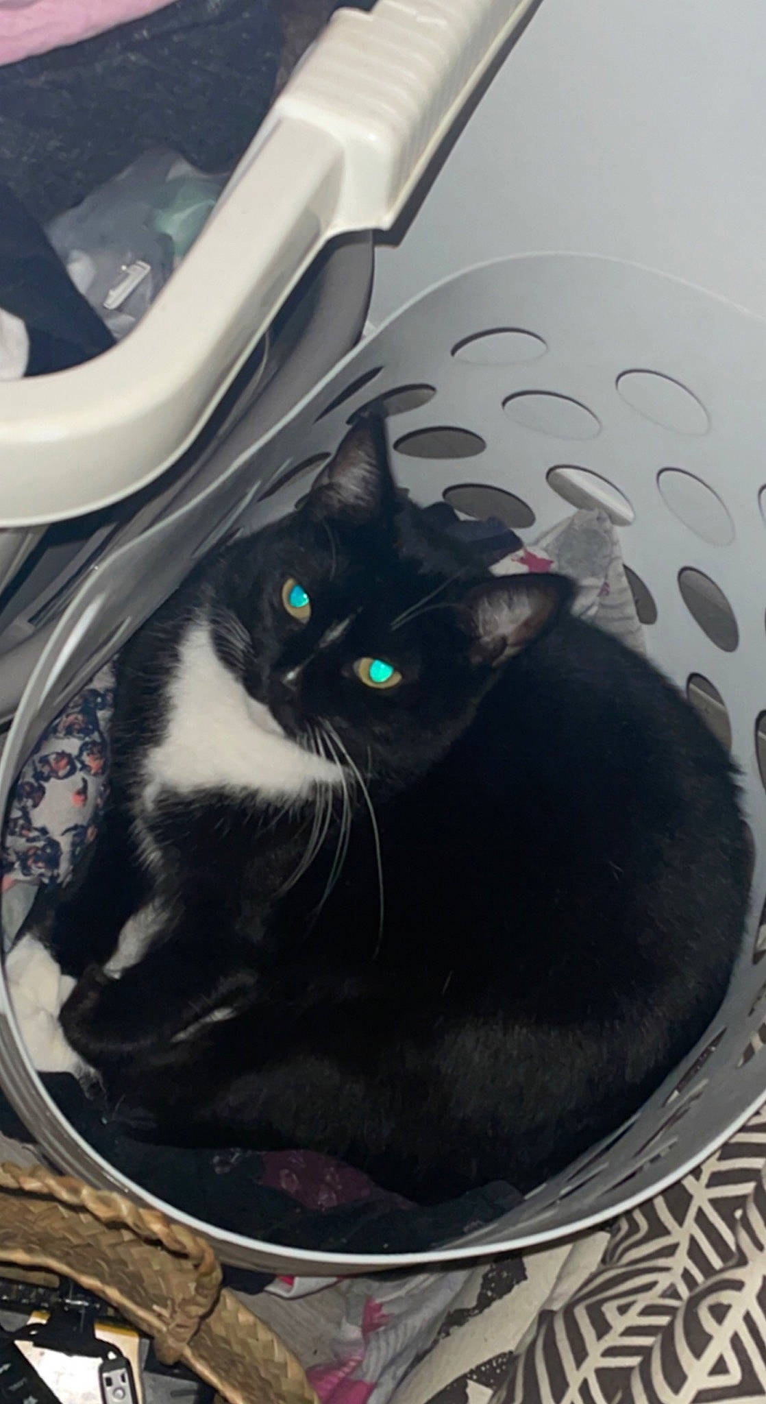 Noumea participe au concours pour gagner de l'argent avec cette photo : automotive_tire, black_cat, carnivore, cat, cat_supply, comfort, domestic_short_haired_cat, felidae, fur, grey, mammal, plumbing_fixture, rim, small_to_medium_sized_cats, snout, tail, vehicle_door, vertebrate, whiskers, window